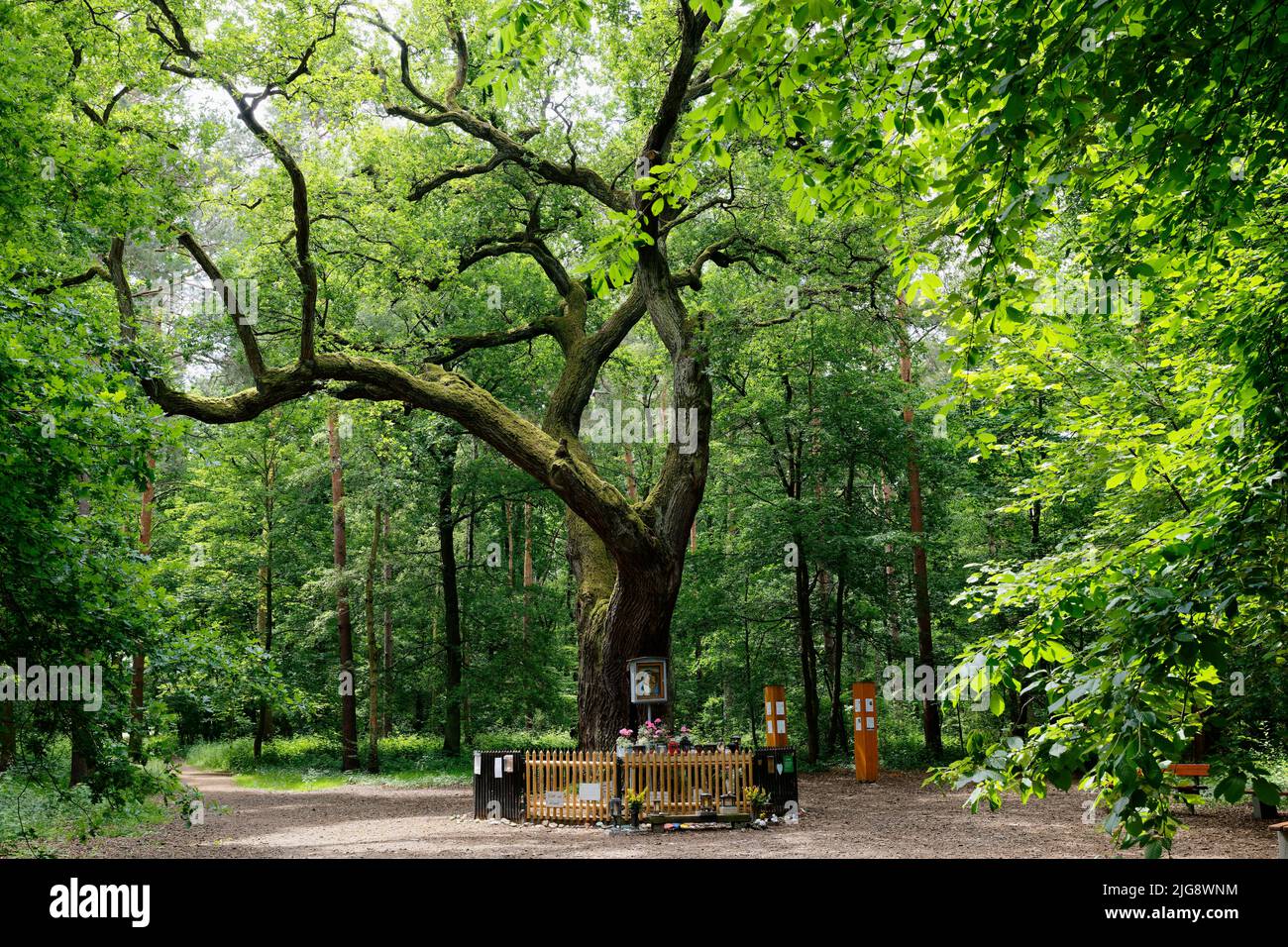 Europa, Deutschland, Nordrhein-Westfalen, Stockheim, Stockheimer Wald, Baum, Eiche, Quercus, Marieneiche, Deckbaum, 500 bis 600 Jahre alt, Religion, Gebet, Marienbild, Marienaltar, Zaun, grün, Frühling, Sonne, Verweilen, Ruhe, positiv Stockfoto