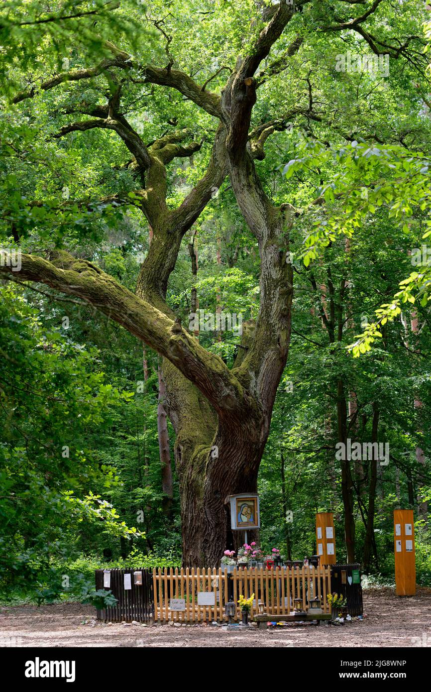 Europa, Deutschland, Nordrhein-Westfalen, Stockheim, Stockheimer Wald, Baum, Eiche, Quercus, Marieneiche, Deckbaum, 500 bis 600 Jahre alt, Religion, Gebet, Marienbild, Marienaltar, Zaun, grün, Frühling, Sonne, Verweilen, Ruhe, positiv Stockfoto