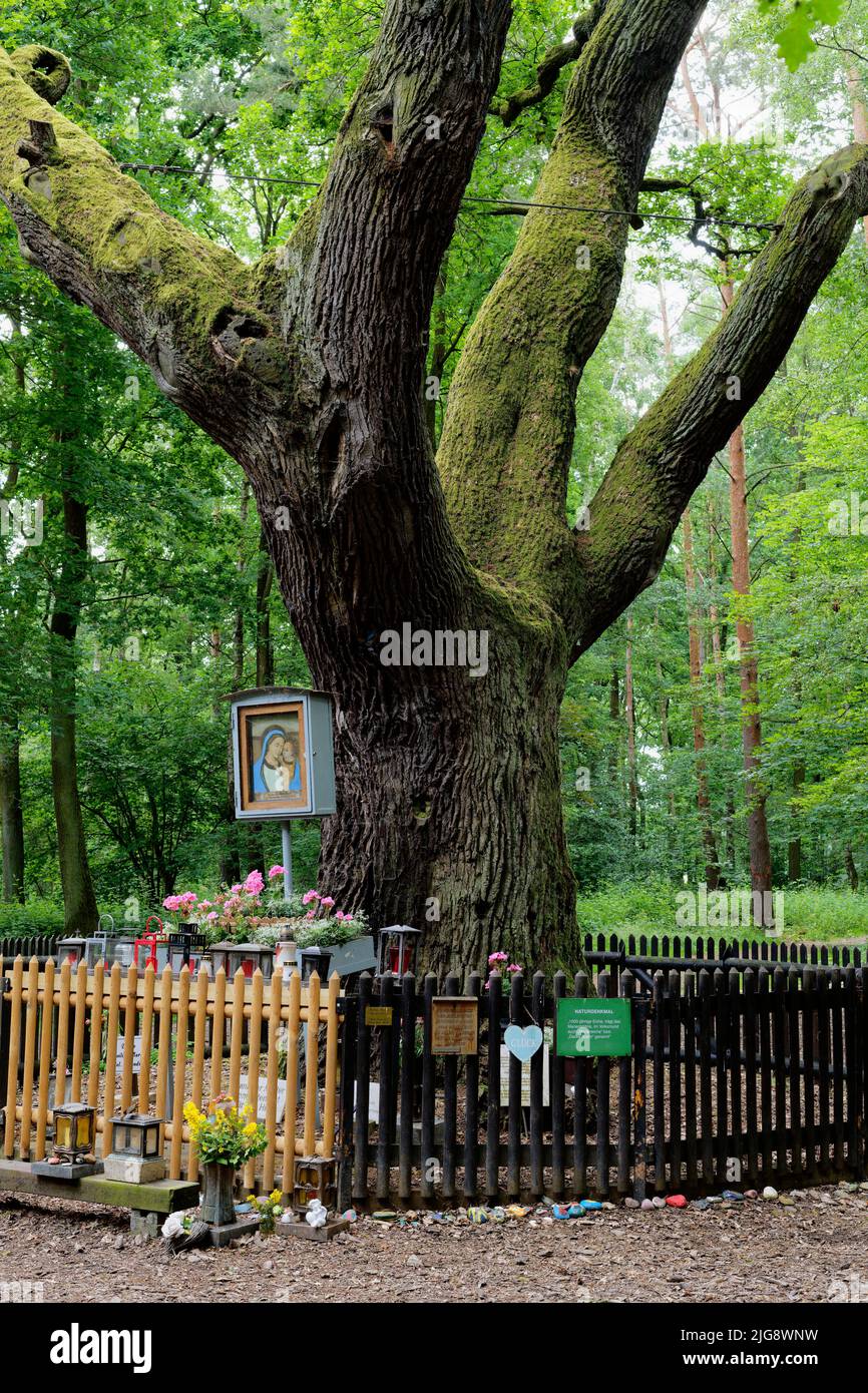 Europa, Deutschland, Nordrhein-Westfalen, Stockheim, Stockheimer Wald, Baum, Eiche, Quercus, Marieneiche, Deckbaum, 500 bis 600 Jahre alt, Religion, Gebet, Marienbild, Marienaltar, Zaun, grün, Frühling, Sonne, Verweilen, Ruhe, positiv Stockfoto