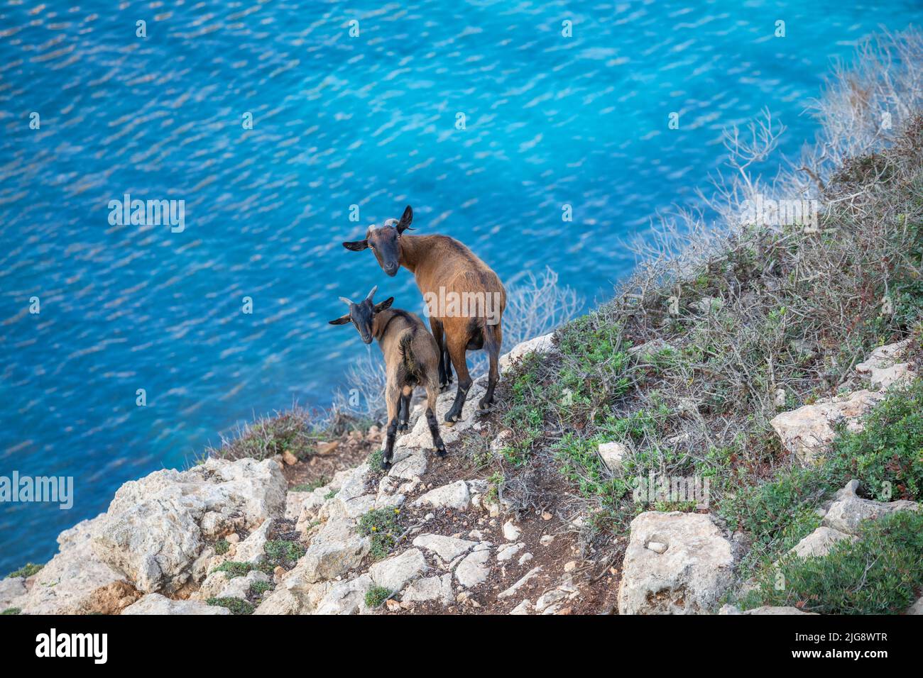 Spanien, Balearen, Mallorca, Bezirk Manacor, Cales de Mallorca. Bergziege auf den Klippen in der Nähe von Cala Antena Stockfoto