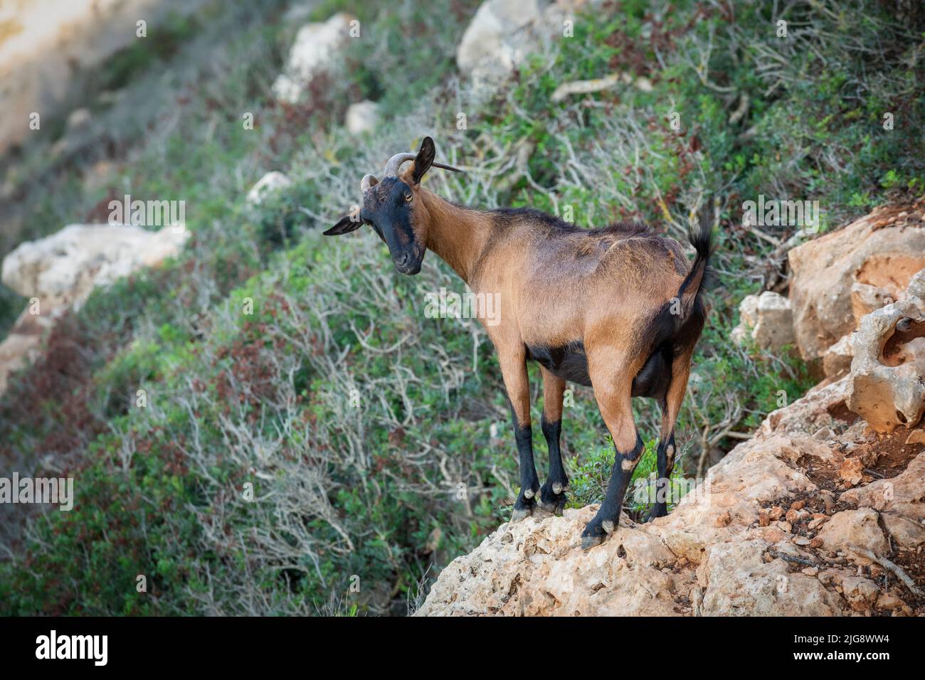 Spanien, Balearen, Mallorca, Bezirk Manacor, Cales de Mallorca. Bergziege auf den Klippen in der Nähe von Cala Antena Stockfoto