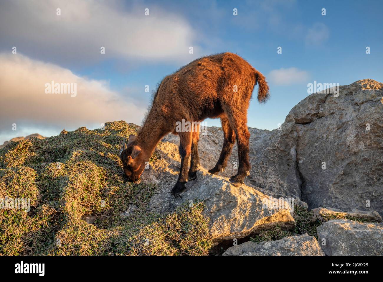 Spanien, Balearen, Mallorca, Bezirk Pollença. Bergziege auf den Felsen bei Es Colomer Stockfoto