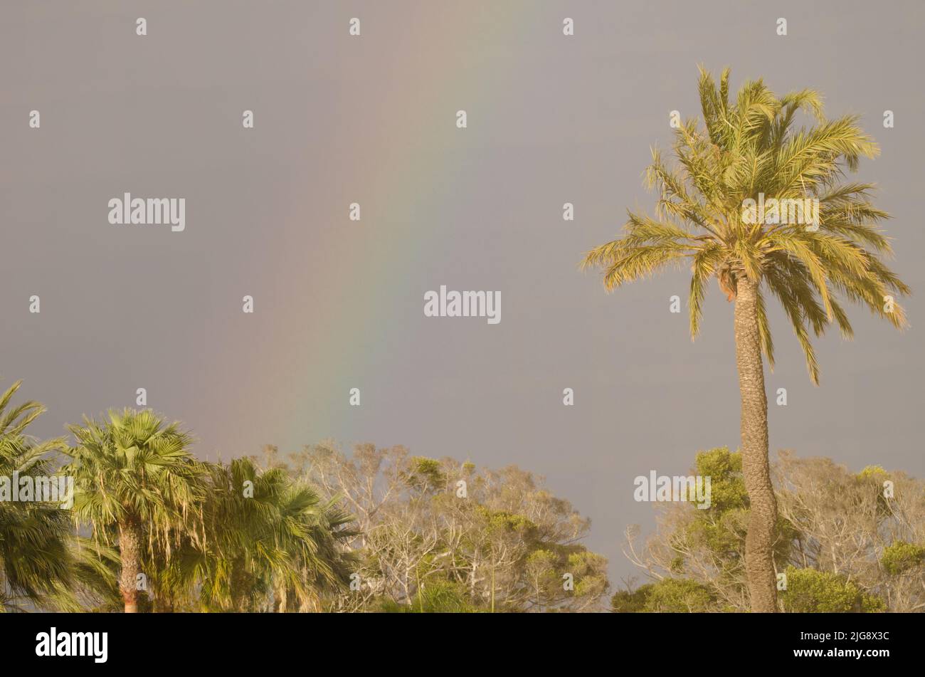 Regenbogen über einem Garten. Tecina. San Sebastian de La Gomera. La Gomera. Kanarische Inseln. Spanien. Stockfoto