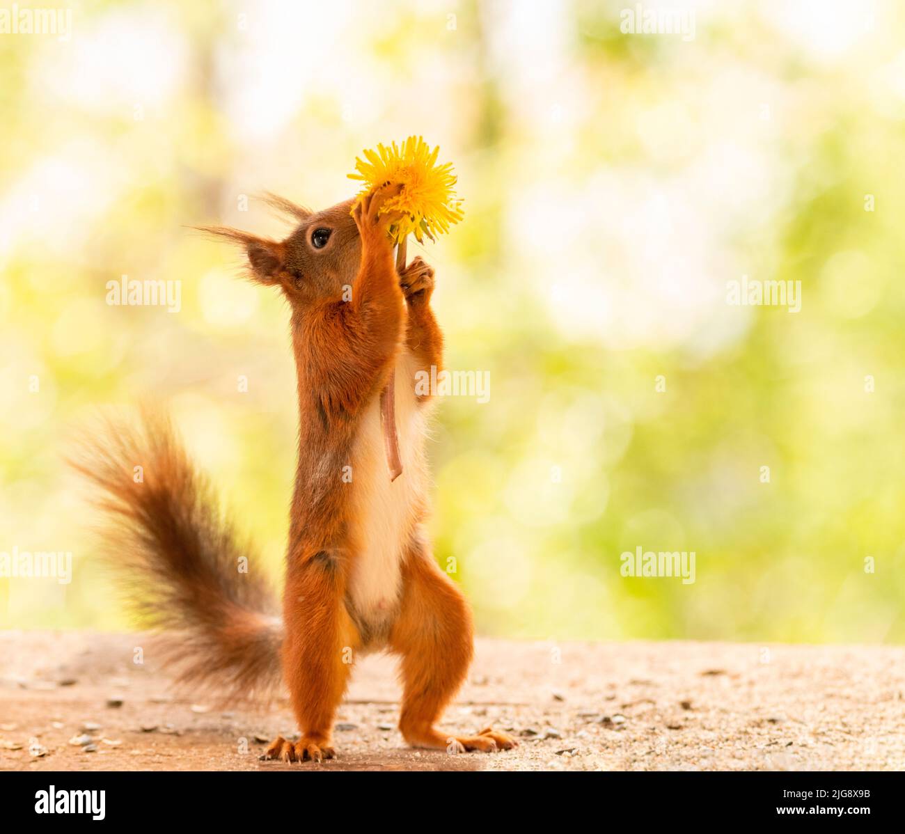 Rotes Eichhörnchen mit einem Dandelion Stockfoto