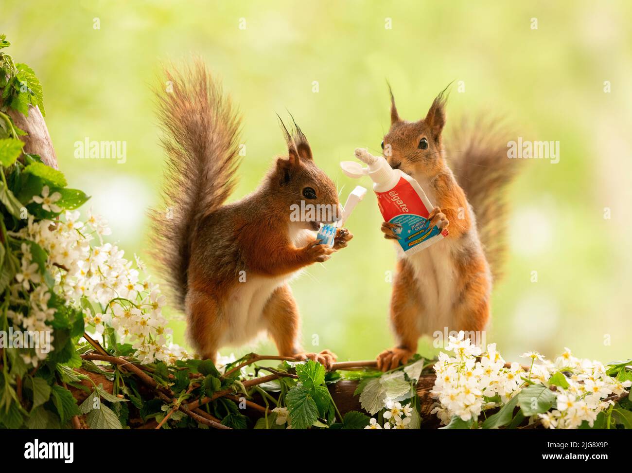 Rote Eichhörnchen mit Zahnbürste und Zahnpasta Stockfoto