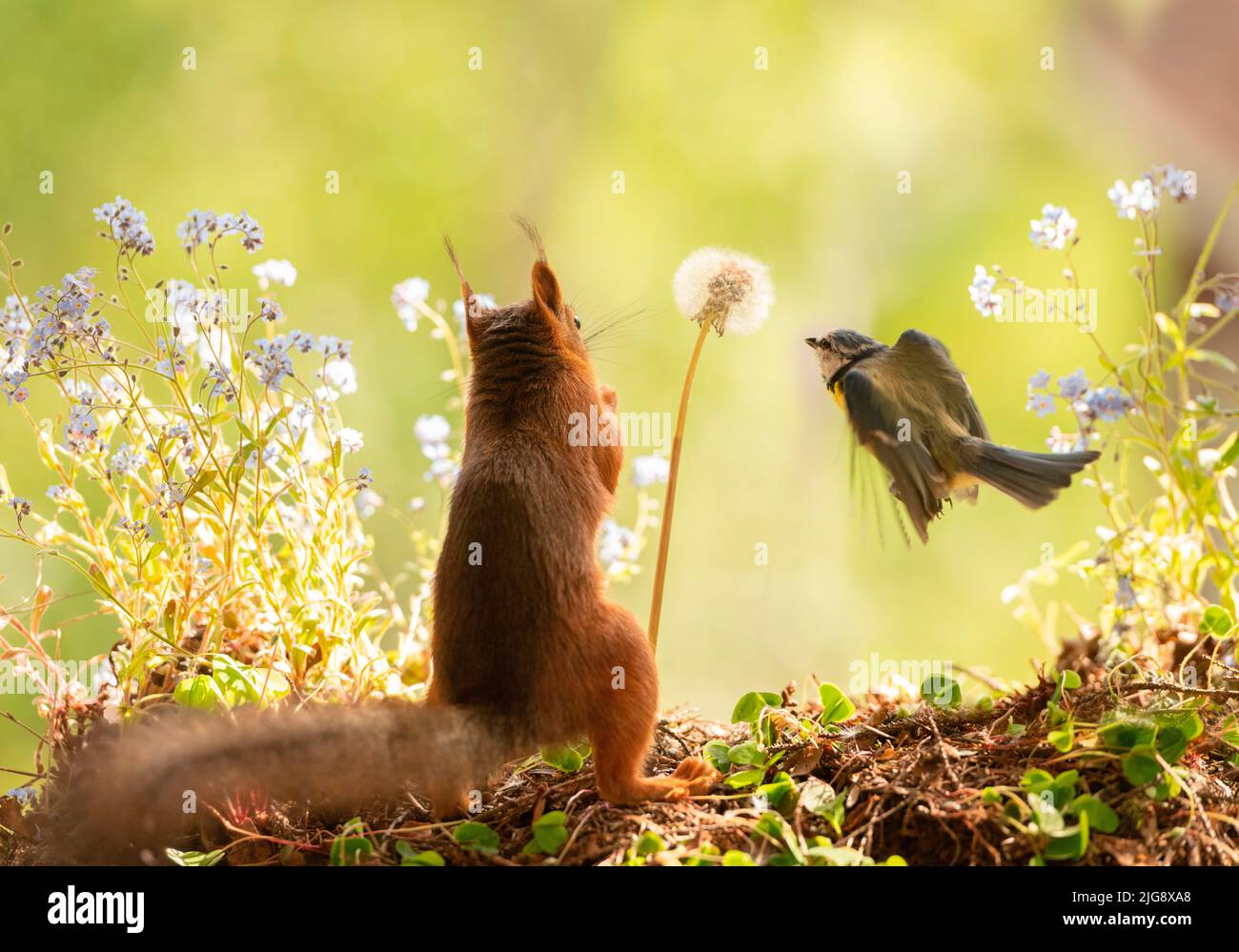 Rotes Eichhörnchen hält einen Dandelion mit blauer Meise Stockfoto