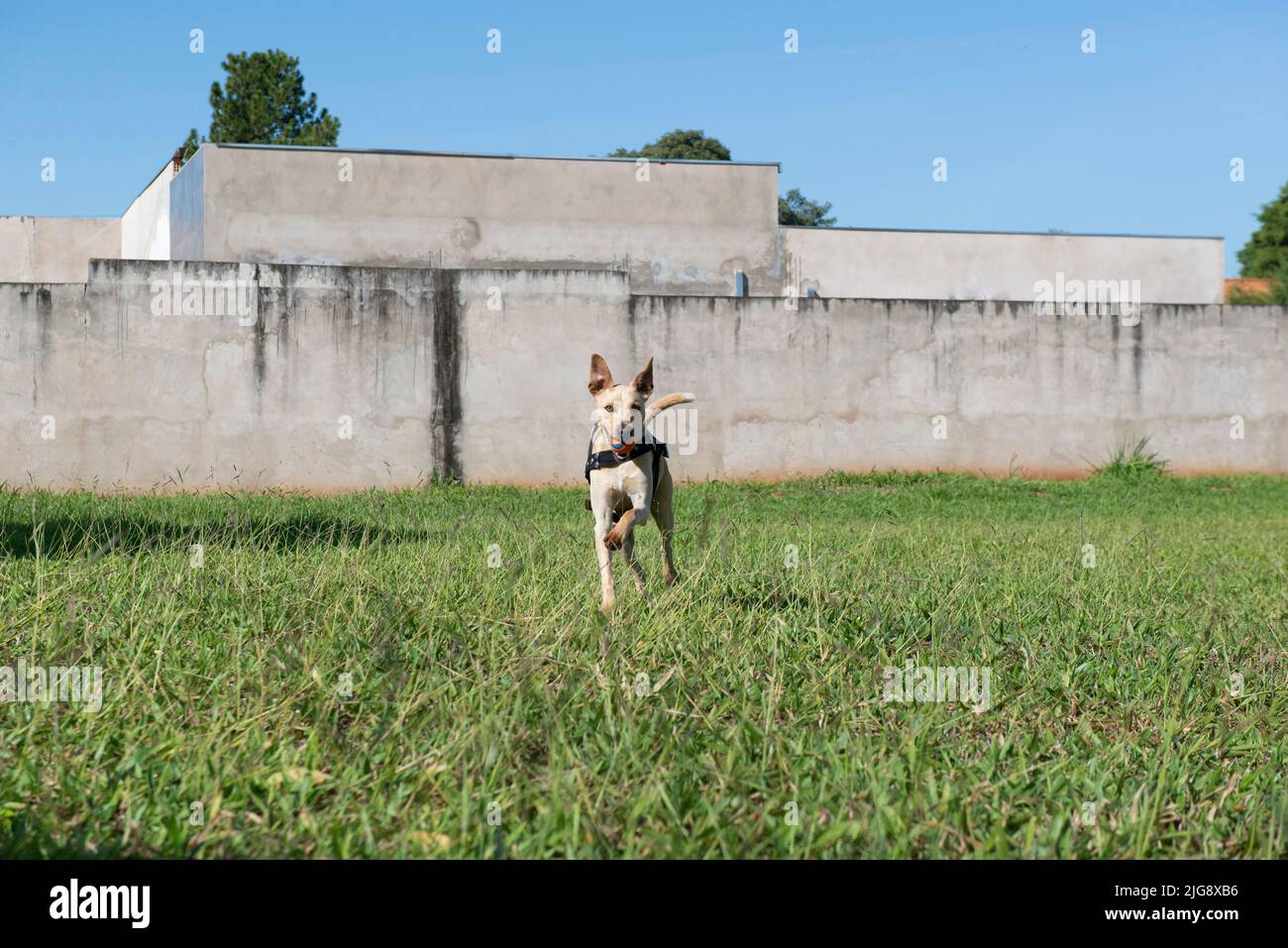 Fröhlicher kurzhaariger Hund, der an einem schönen sonnigen Tag mit einem Ball im Mund auf dem Rasen läuft. Typischer brasilianischer Hund der Karamellfarbe murrt. Stockfoto