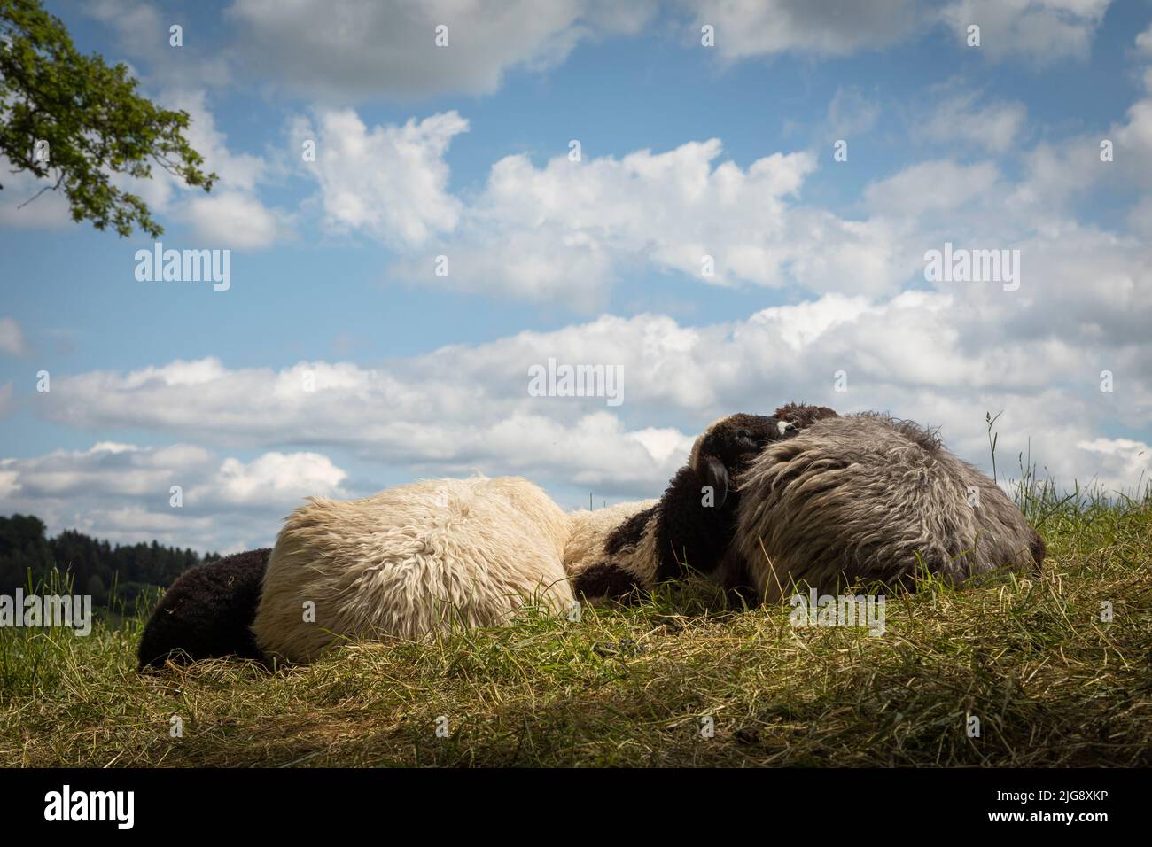 Schafe schlafen zusammen auf der Weide Stockfoto