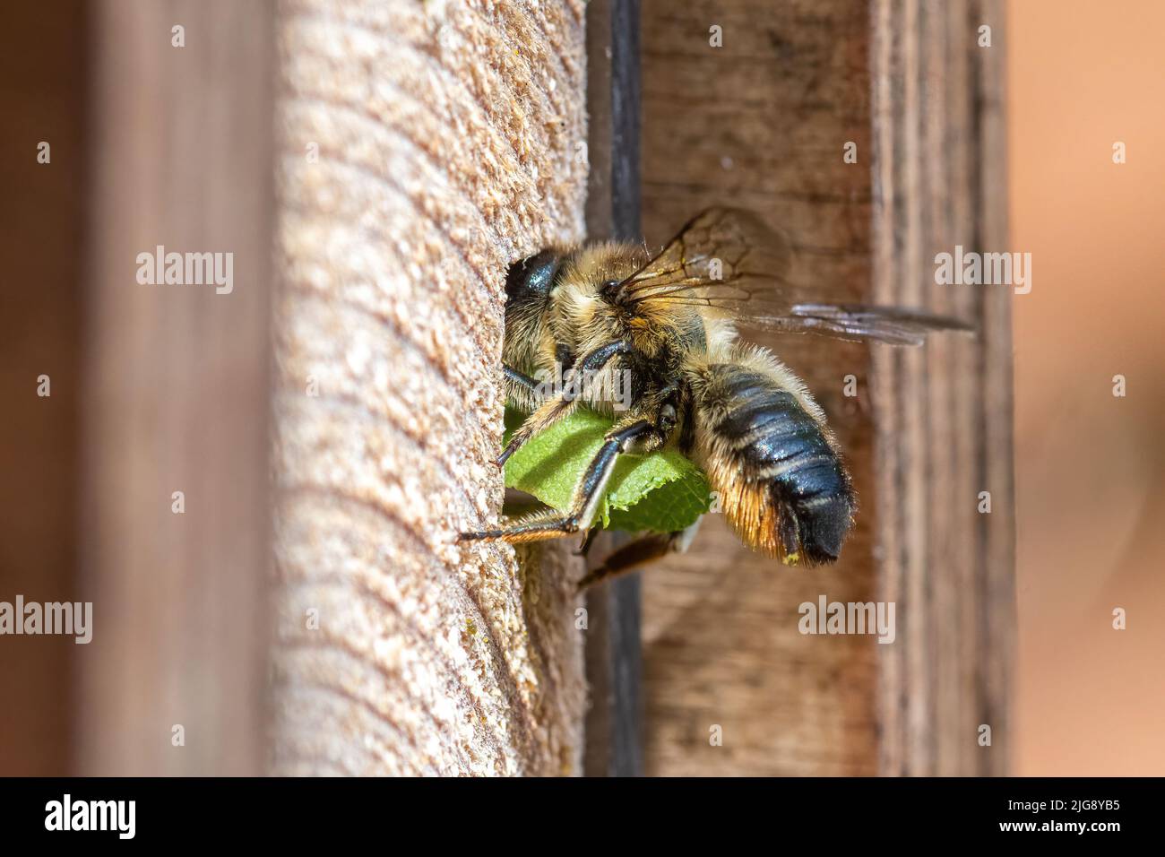 Patchwork-Blätterbiene (Megachile centuncularis), die in einem Bienenhotel, das einen Abschnitt eines Blattes trägt, in ihr Nestloch eindringt, Hampshire, England, Großbritannien Stockfoto