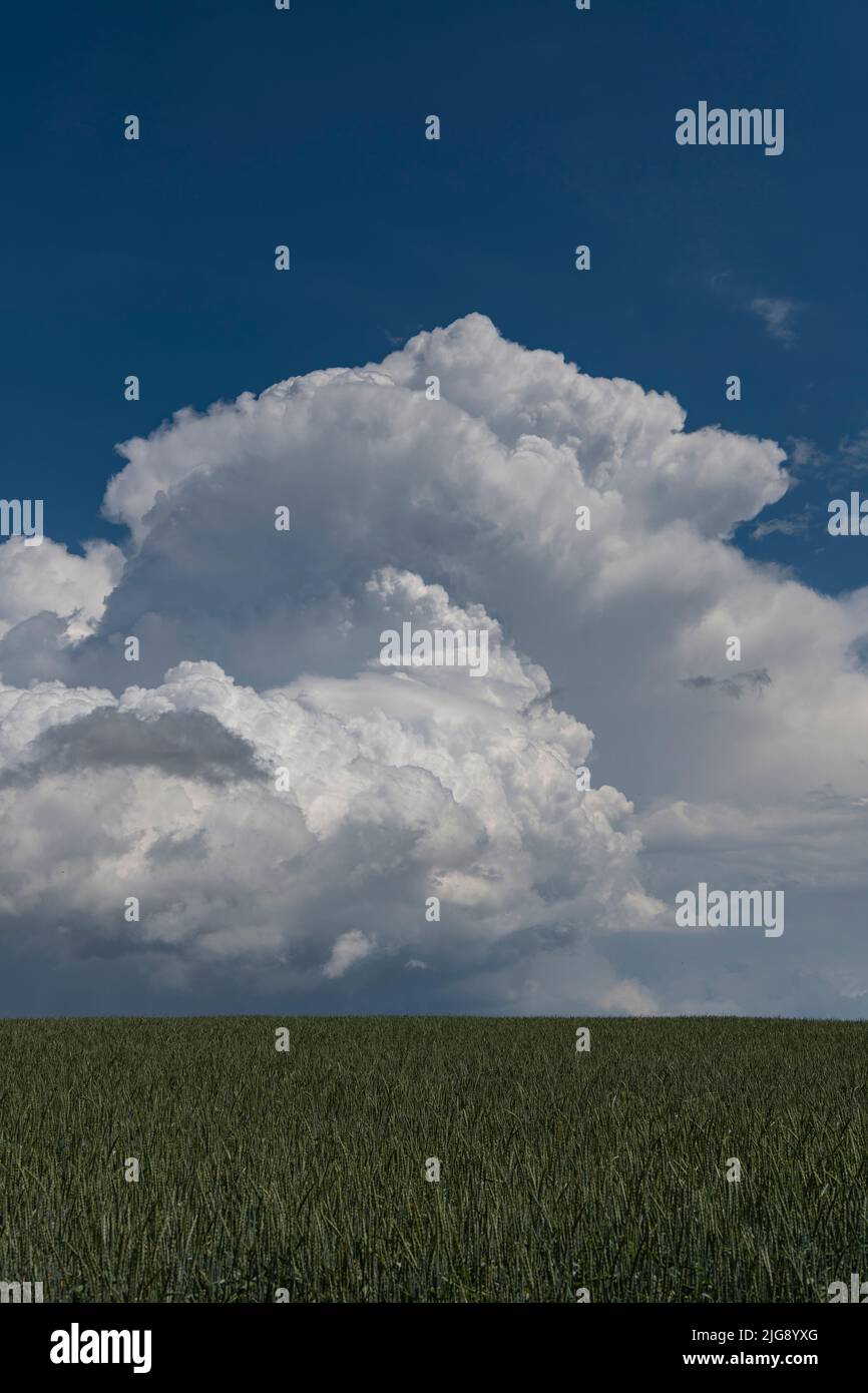 Gewitterwolken über einem Feld. Stockfoto