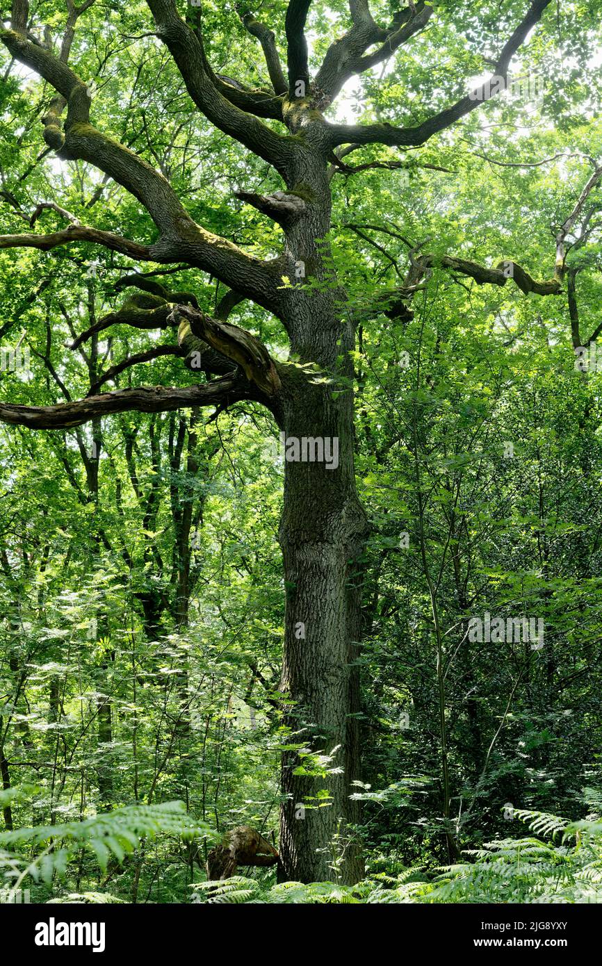 Europa, Deutschland, Nordrhein-Westfalen, Stockheim, Stockheimer Wald, Baum, Eiche, Quercus, grün, Frühling, Sonne, niemand, keine Menschen Stockfoto