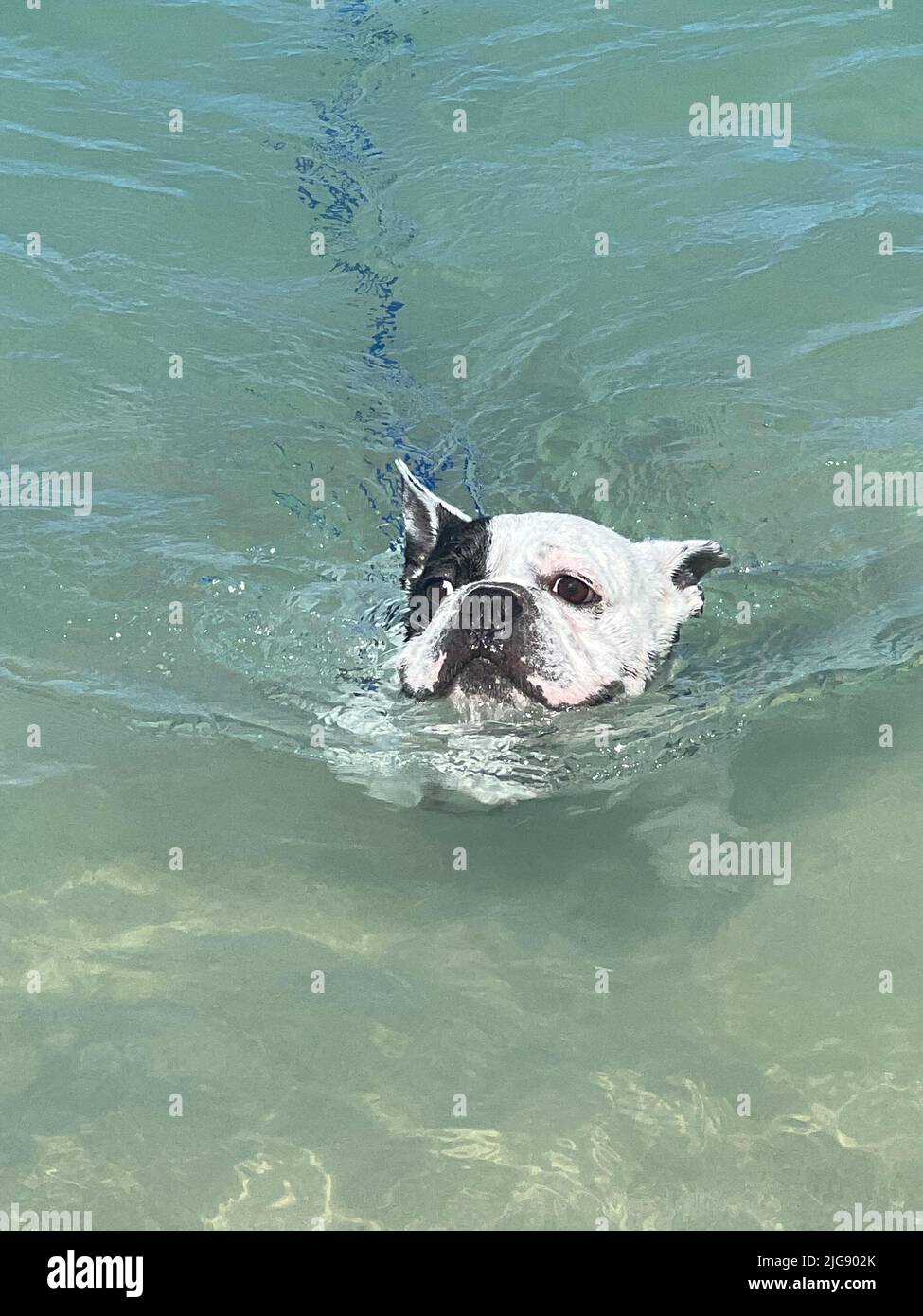 Ein Hund, der im Wasser schwimmend ist Stockfoto