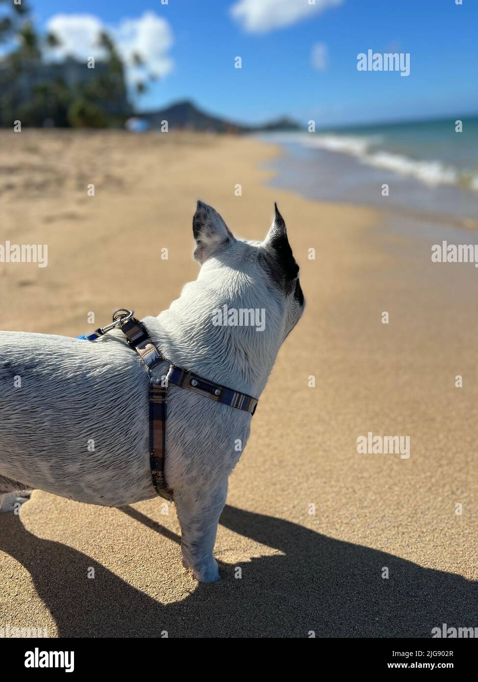 Ein Hund, der auf einem Strandsand steht Stockfoto