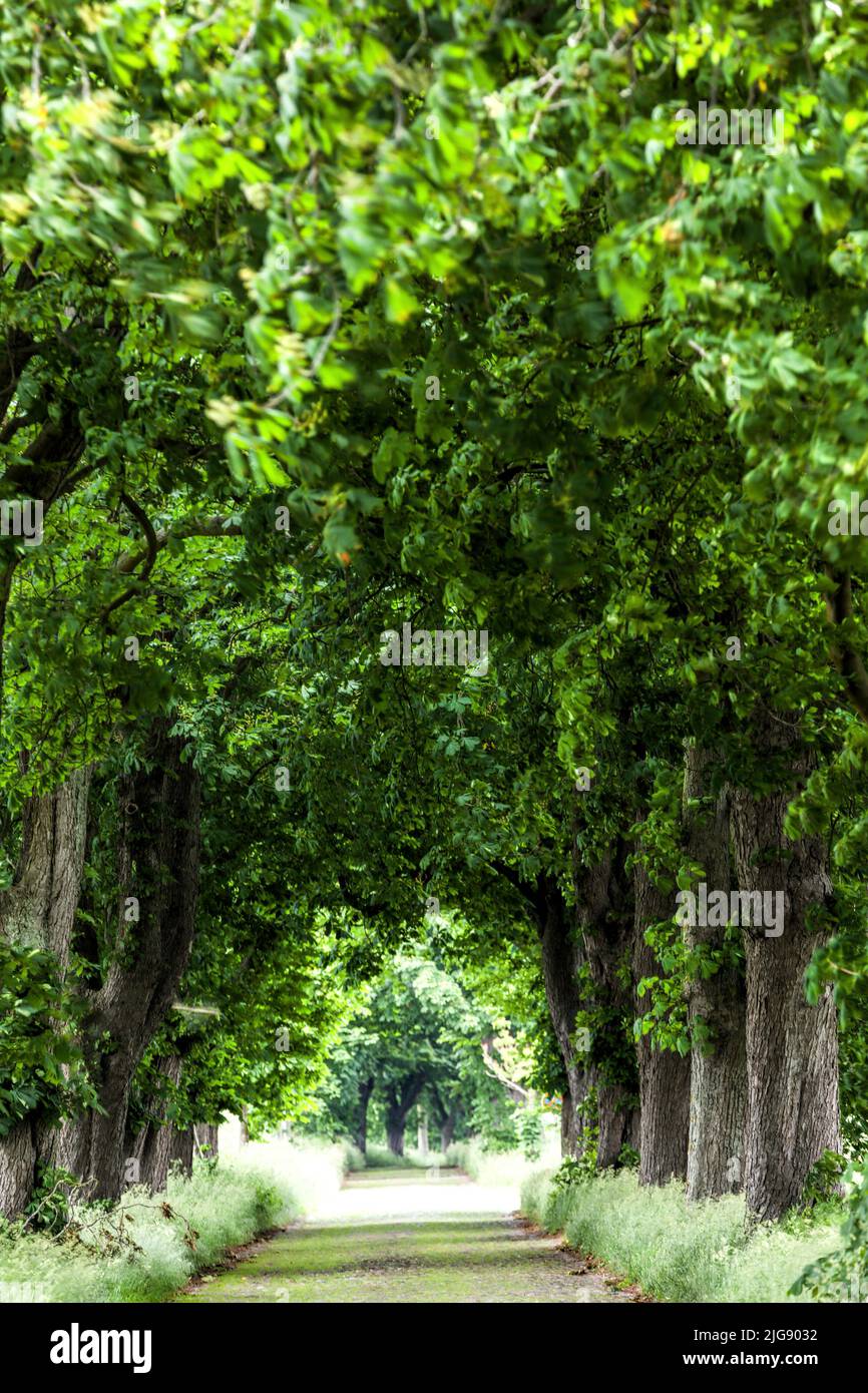 Kastanienallee bei Lancken-Granitz, Mecklenburg-Vorpommern, Deutschland Stockfoto