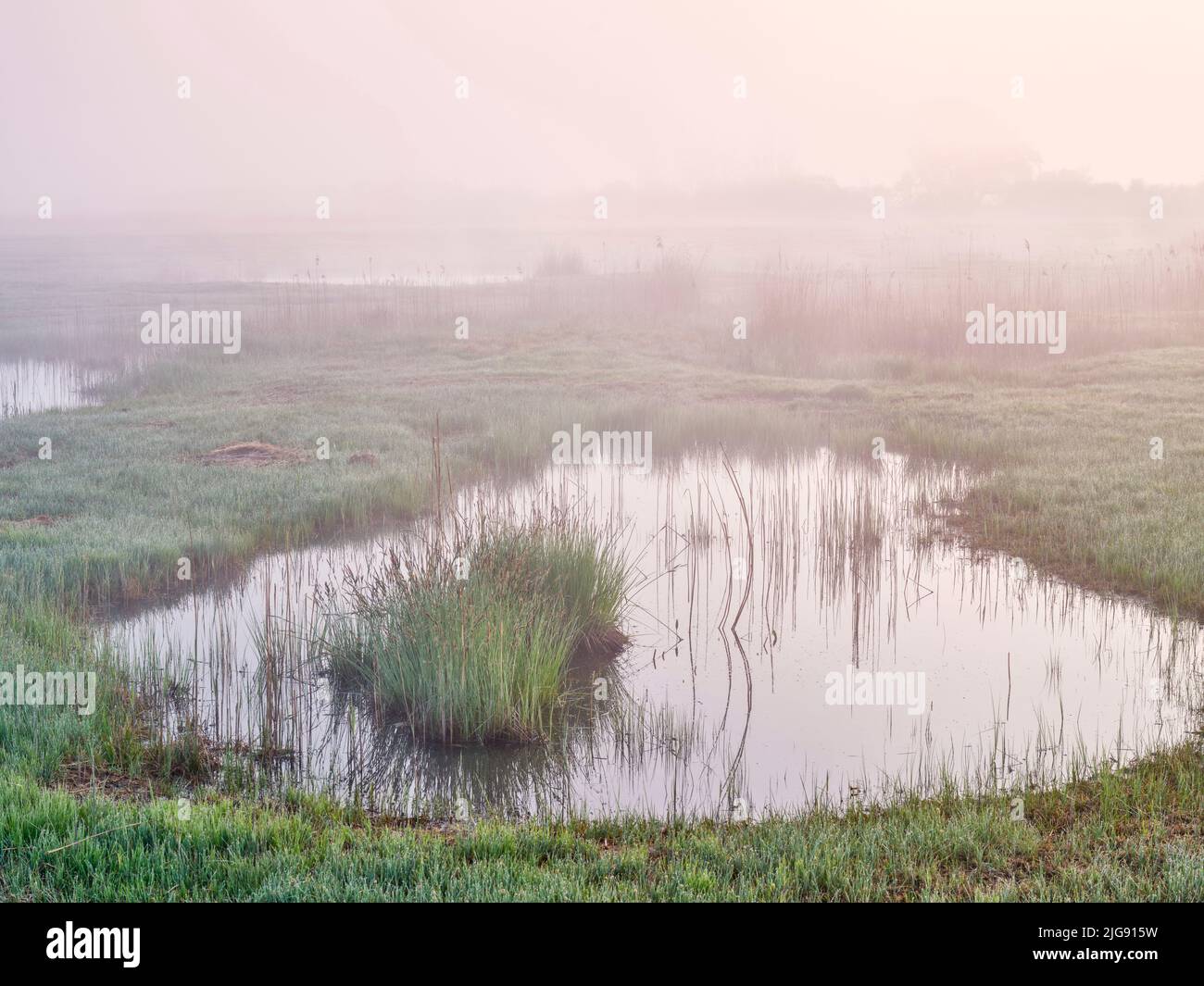 Morgennebel im Naturschutzgebiet Mertinger Hölle. Stockfoto