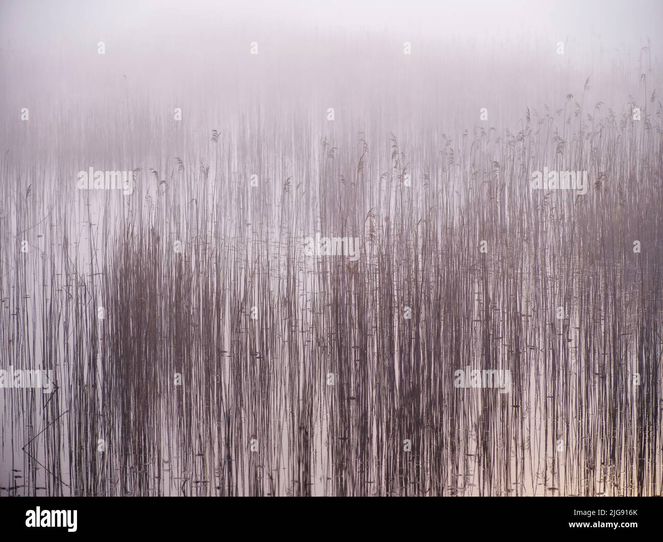 Morgennebel im Naturschutzgebiet Mertinger Hölle. Stockfoto