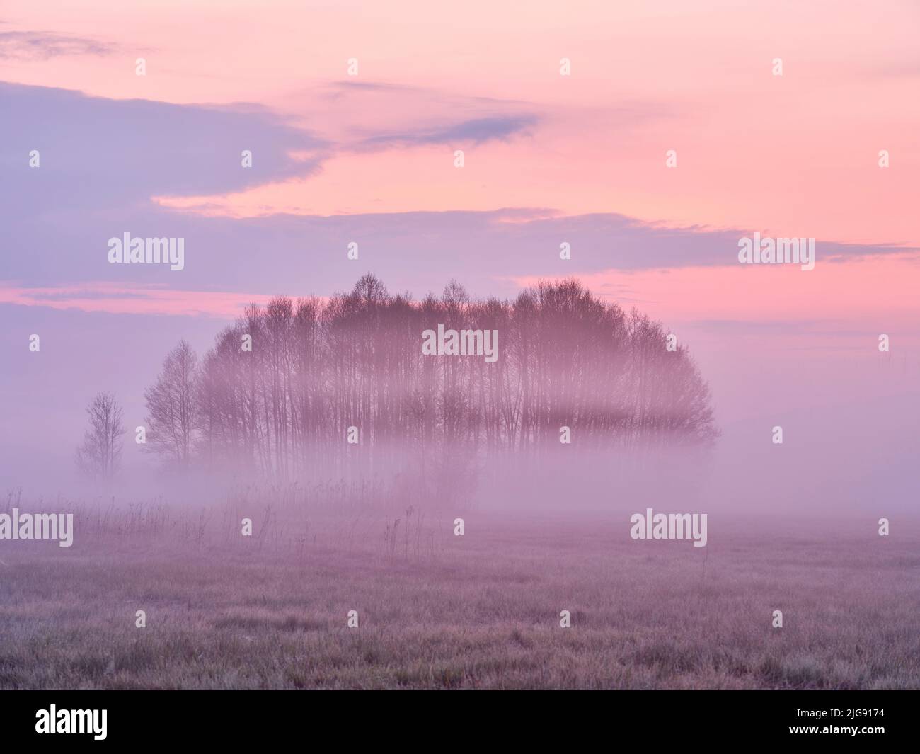 Neblige Morgendämmerung im Amper Moos, Eching am Ammersee. Stockfoto