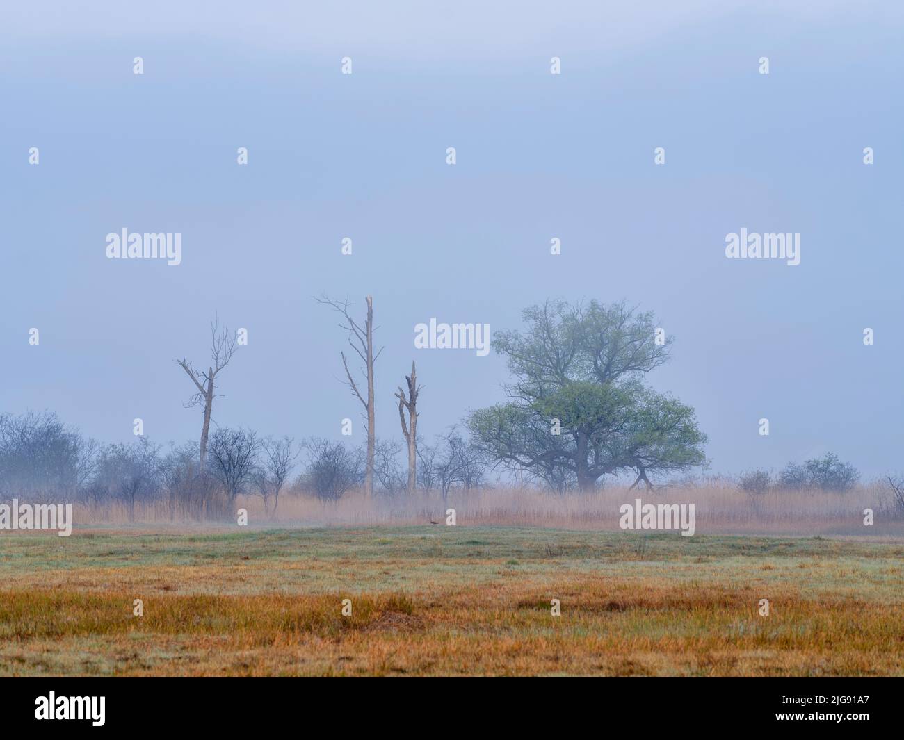 Neblige Morgendämmerung im Amper Moos, Eching am Ammersee. Stockfoto