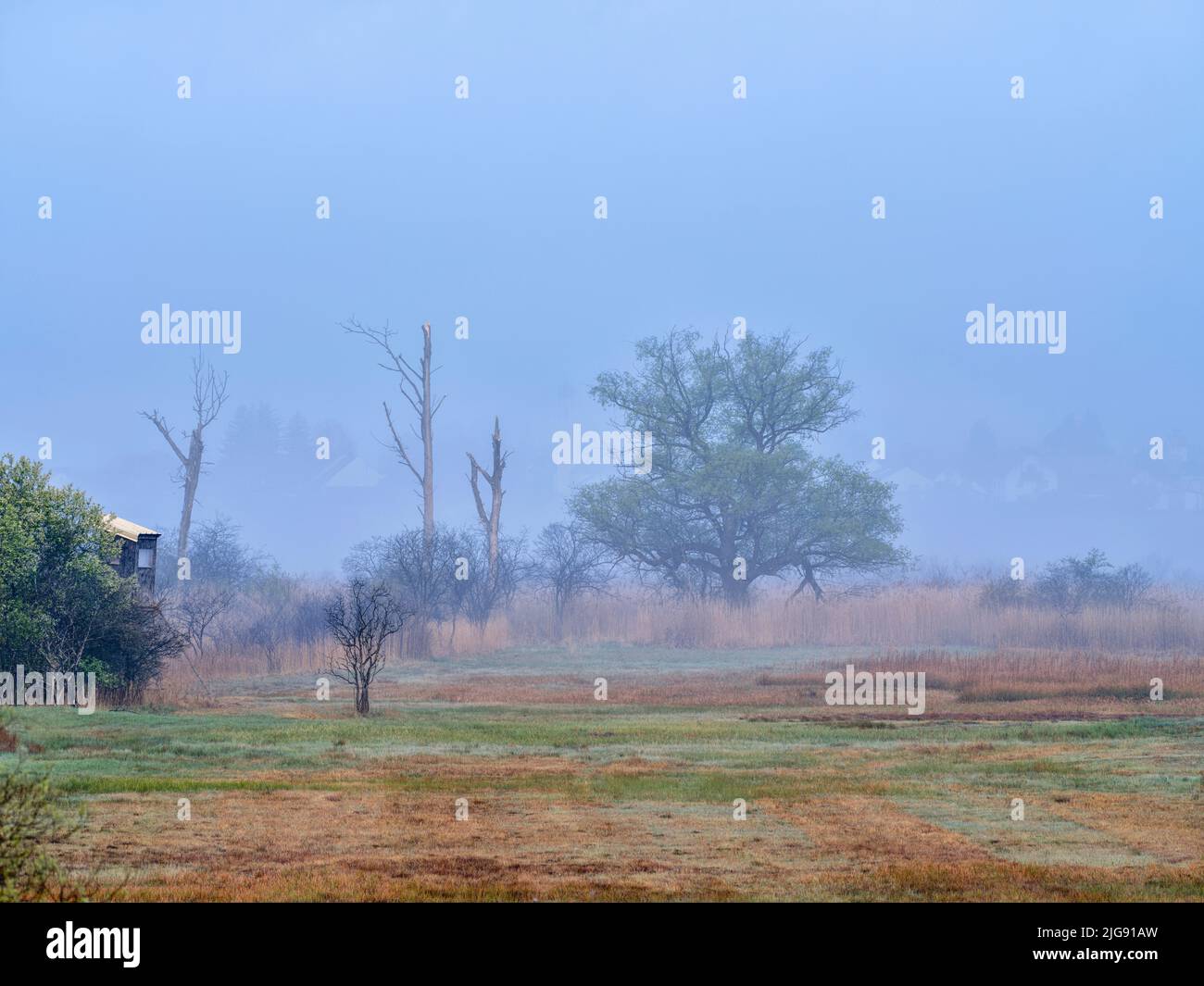 Neblige Morgendämmerung im Amper Moos, Eching am Ammersee. Stockfoto