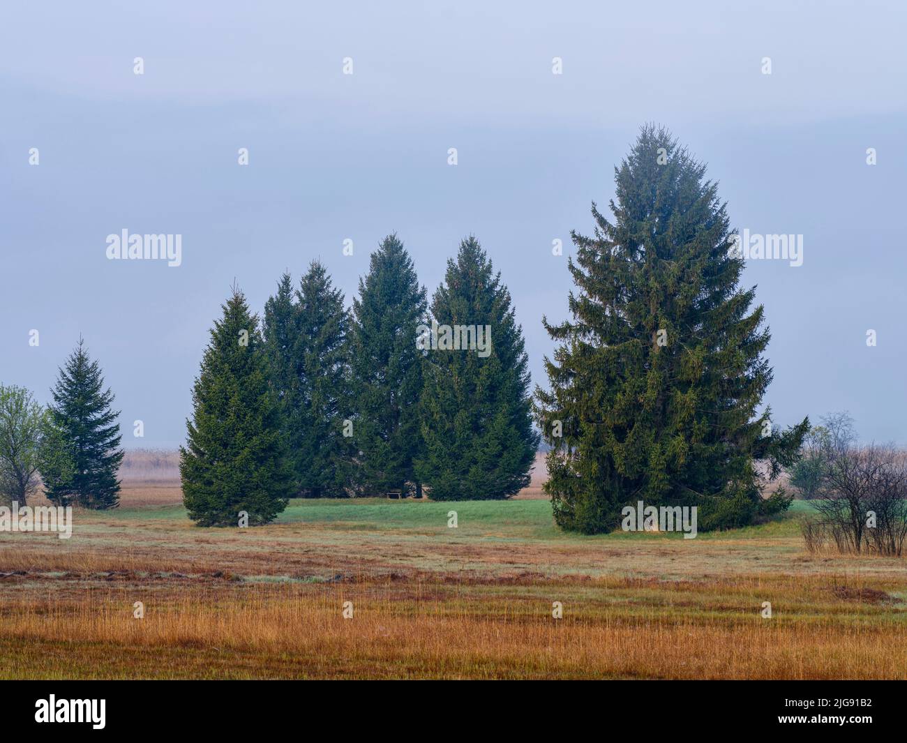Neblige Morgendämmerung im Amper Moos, Eching am Ammersee. Stockfoto