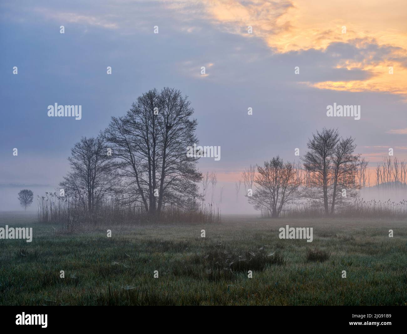 Neblige Morgendämmerung im Amper Moos, Eching am Ammersee. Stockfoto