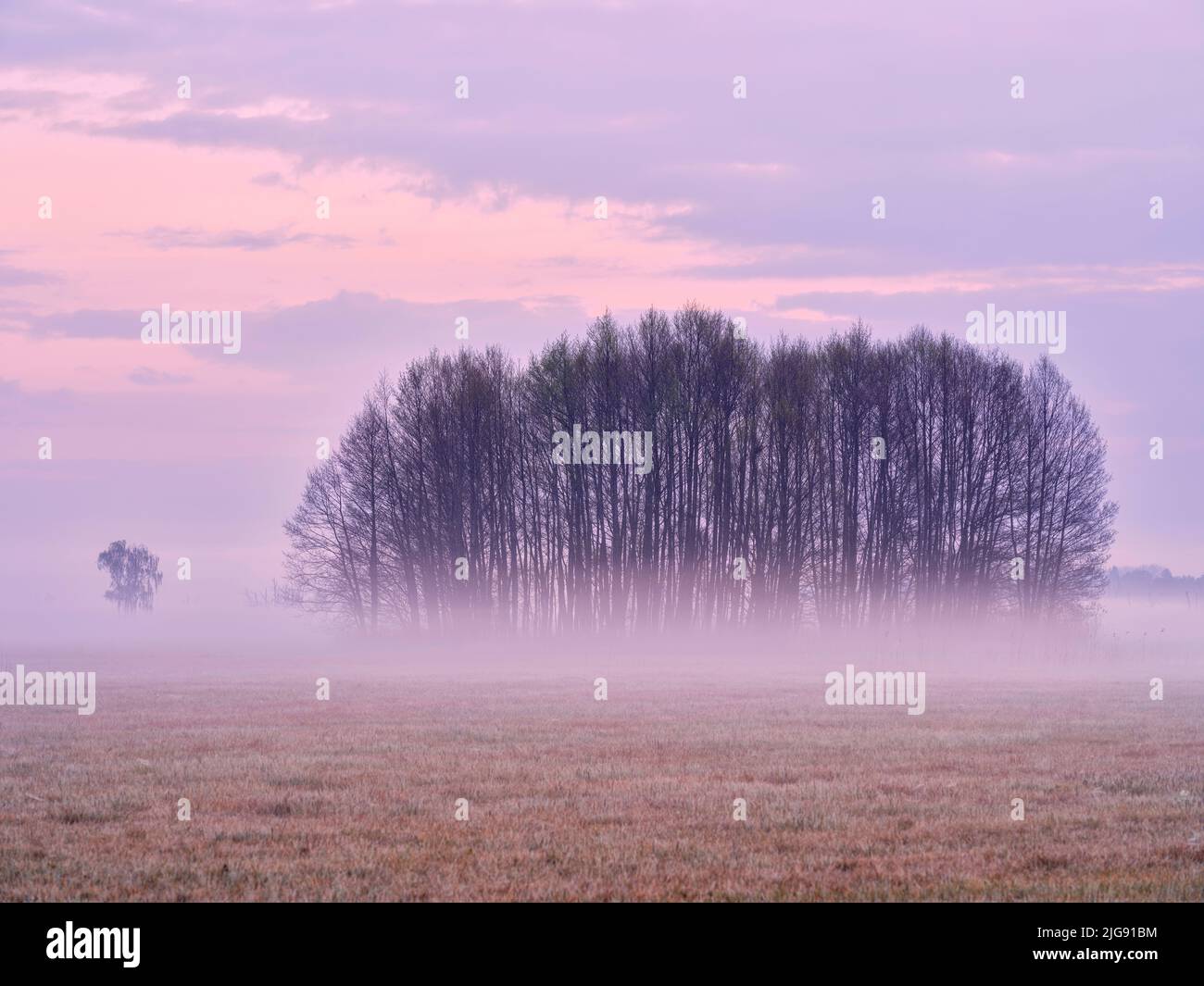 Neblige Morgendämmerung im Amper Moos, Eching am Ammersee. Stockfoto