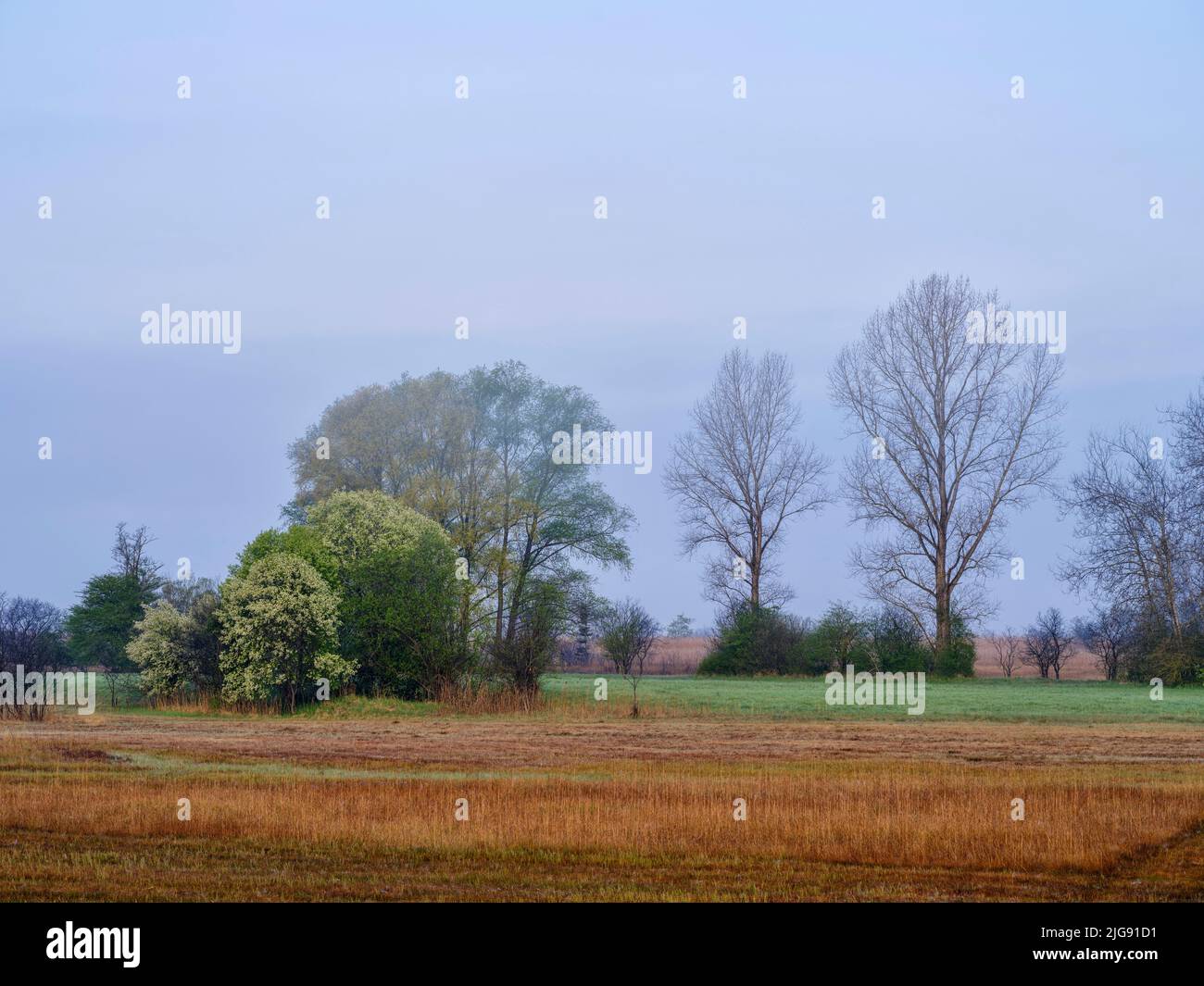 Neblige Morgendämmerung im Amper Moos, Eching am Ammersee. Stockfoto