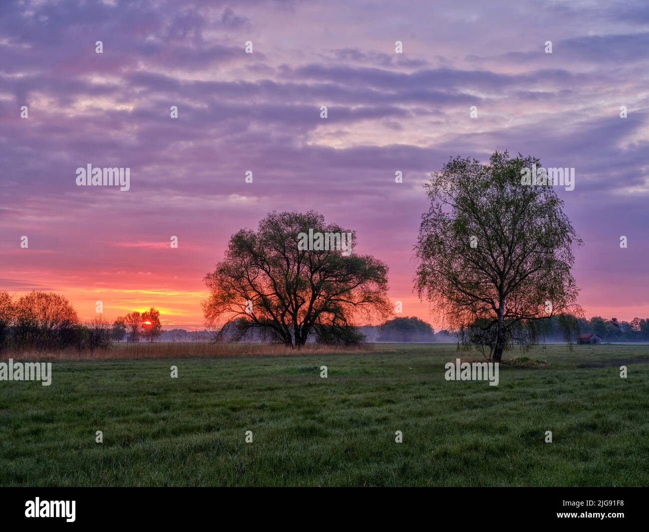 Moorcharakter, Wurfwiese, Nasswiese, Nasswiese, extensive Landwirtschaft, Fen, Wiesenzuchtgebiet, schützenswerter Lebensraum. Stockfoto