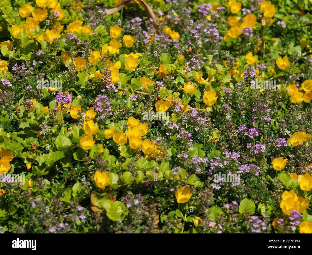 Wunderschöne gelbe Blüten einer kriechenden jenny (Lysimachia nummularia) in einem Garten in Ottawa, Ontario, Kanada. Stockfoto