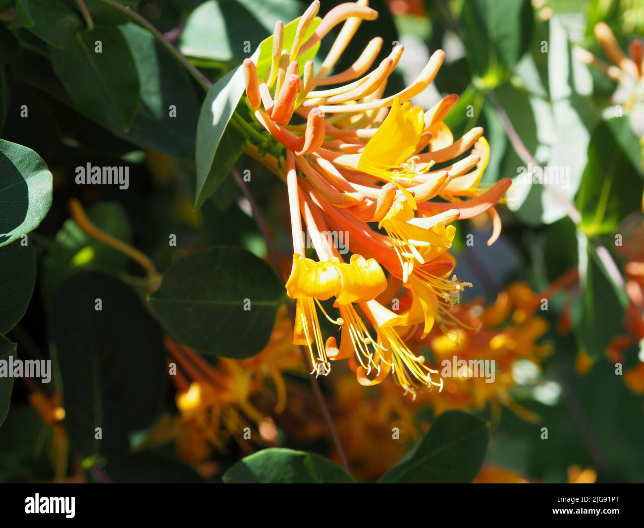 Erstaunliche orange-gelbe Blüten eines Geißels (Lonicera sempervirens) in Blüte in einem Garten in Ottawa, Ontario, Kanada. Stockfoto