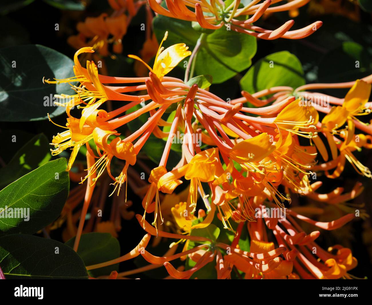 Erstaunliche orange-gelbe Blüten eines Geißels (Lonicera sempervirens) in Blüte in einem Garten in Ottawa, Ontario, Kanada. Stockfoto