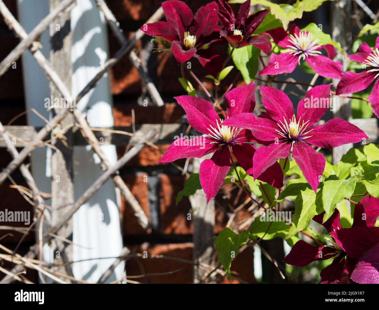 Wunderschöne violette Blüten einer Clematis (Clematis viticella), die auf einem Zaun in einem Garten in Ottawa, Ontario, Kanada, wächst. Stockfoto
