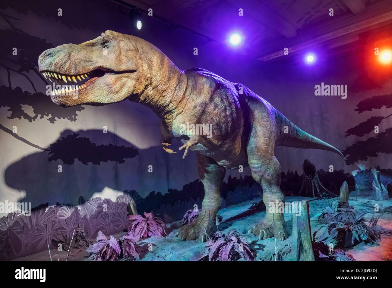 England, London, South Kensington, das Natural History Museum, Animatonic Modell eines Tyrannosaurus Rex Dinosaurier Stockfoto