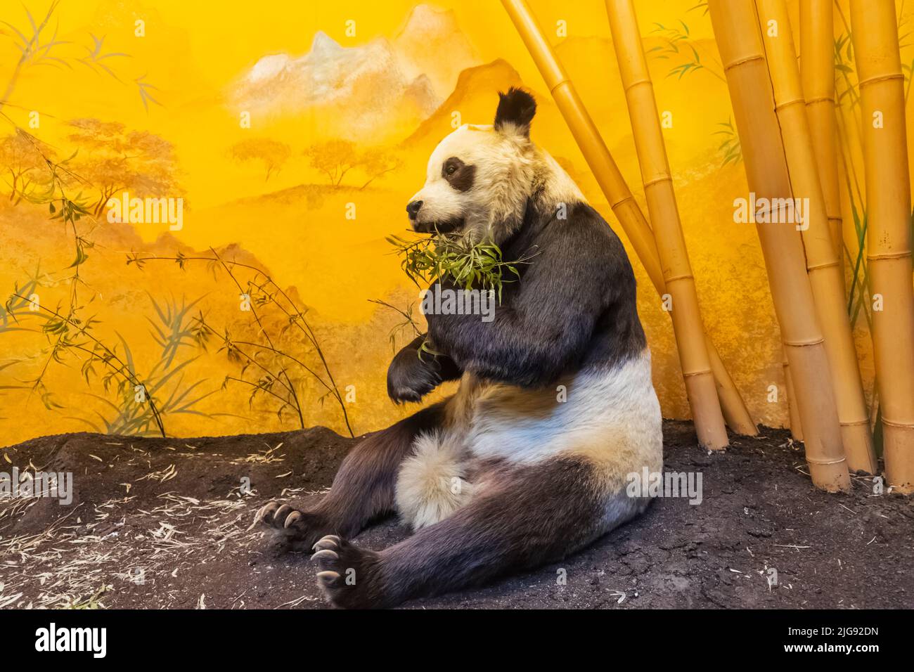England, London, South Kensington, Naturhistorisches Museum, Ausstellung des Panda Chi-Chi Stockfoto