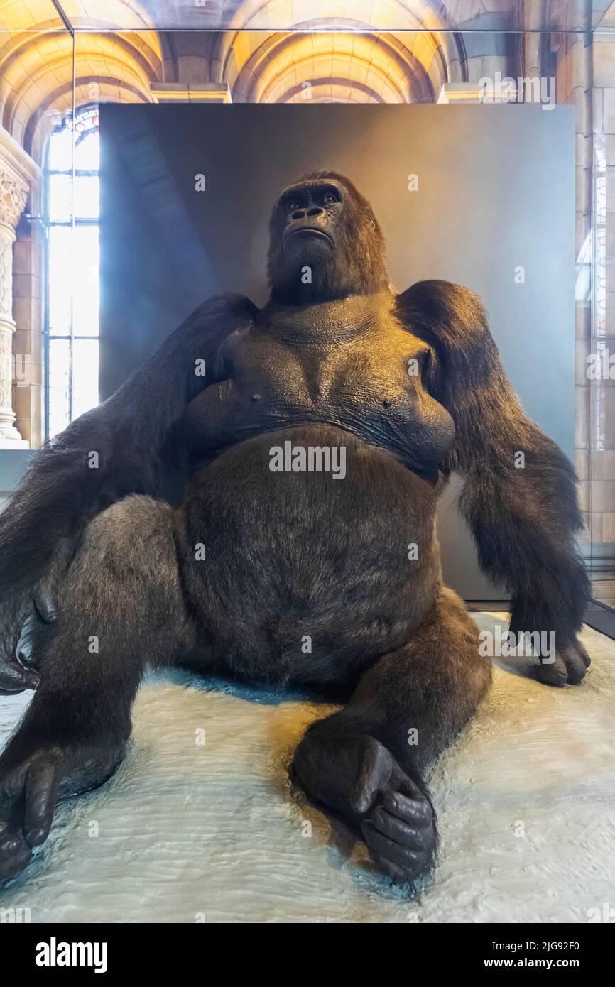England, London, South Kensington, Natural History Museum, Ausstellung von Guy the Gorilla, dem ehemaligen beliebtesten Bewohner des Londoner Zoos Stockfoto