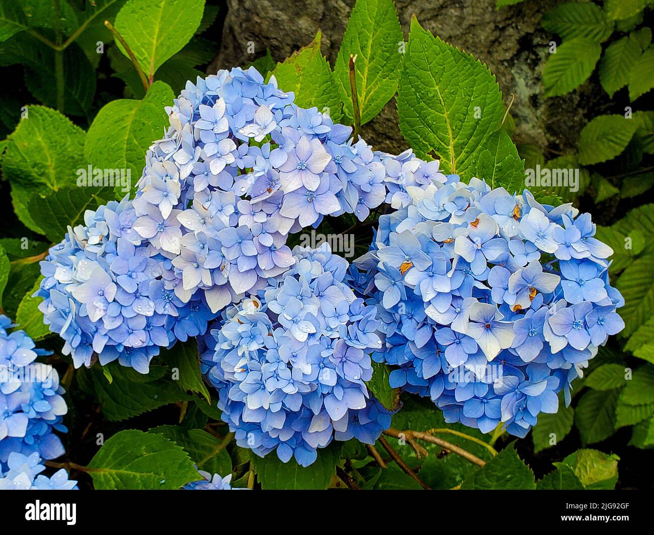 Nahaufnahme der blauen Hortensienblüten in einem Sommergarten Stockfoto