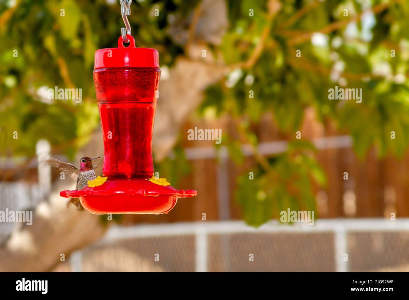 Kolibri schwebt hinter einem roten Futterhäuschen Stockfoto