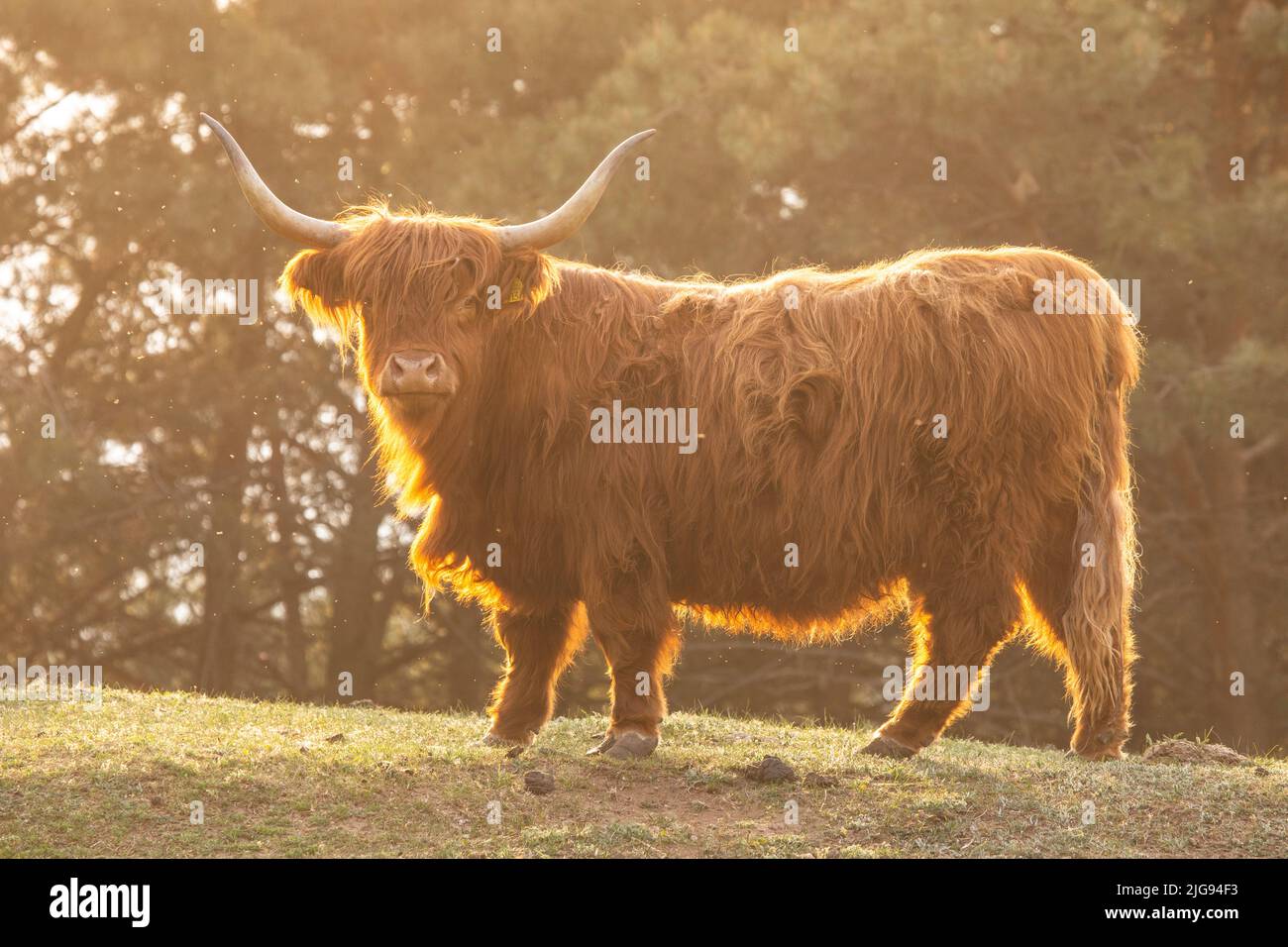 Hochlandrinder Stockfoto