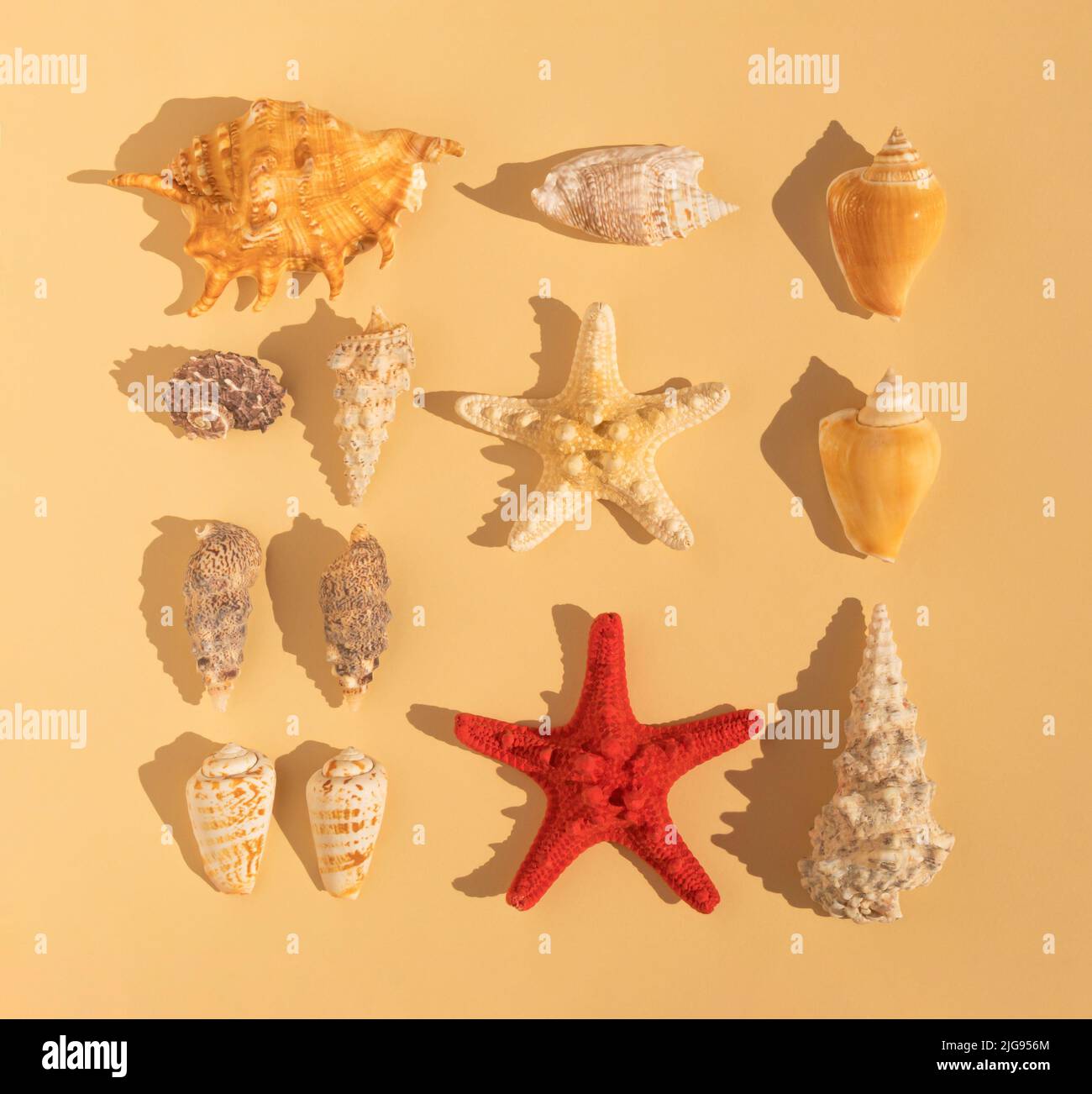 Fein säuberlich angeordiertes Muster aus Muscheln und Sternen auf sandfarbenem Hintergrund. Minimale flache Verlegung. Schatten der Palme. Stockfoto