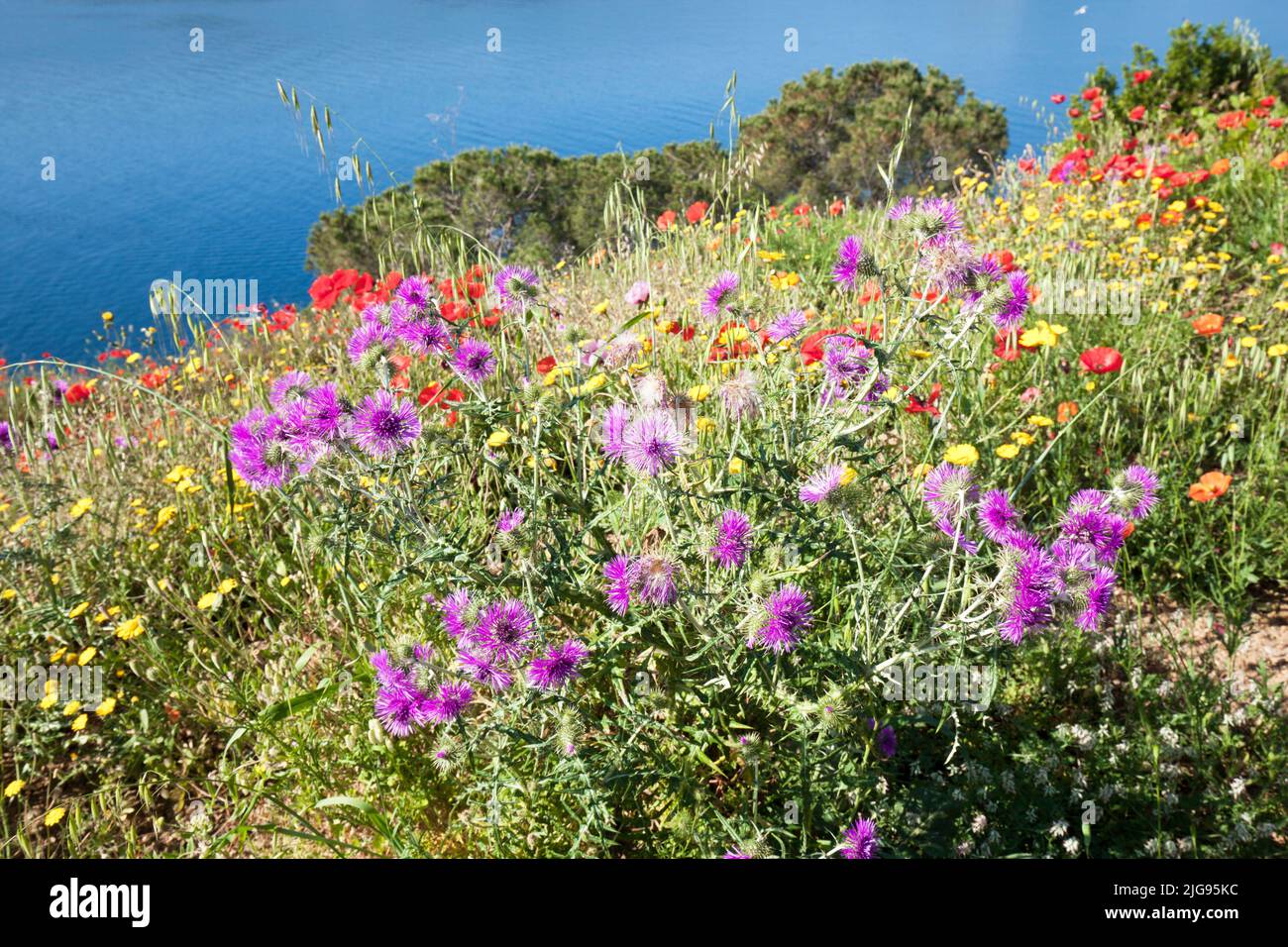 Insel Elba Mohn Felder Stockfoto