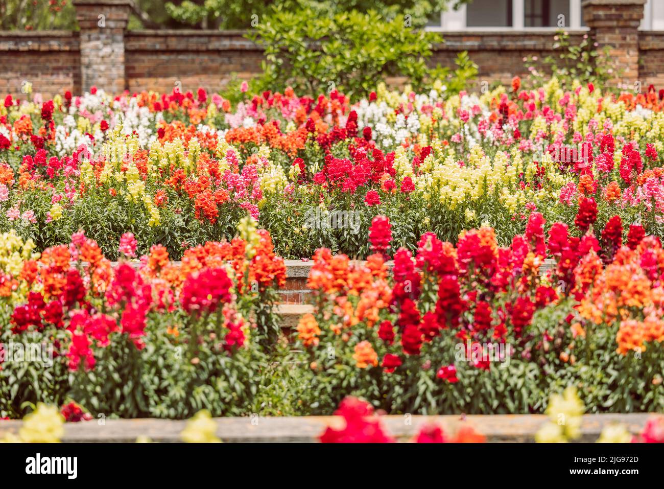 Ein großer und farbenfroher Garten mit hängenden Süßigkeitenduschen erblüht im Frühling. Stockfoto