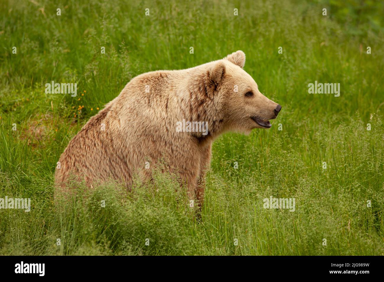 Großer junger Braunbär, der im Gras sitzt. Großes und gefährliches Tier in freier Wildbahn. Bär schaut geradeaus, Wiese, Ohren und Schnauze aus der Nähe. Stockfoto