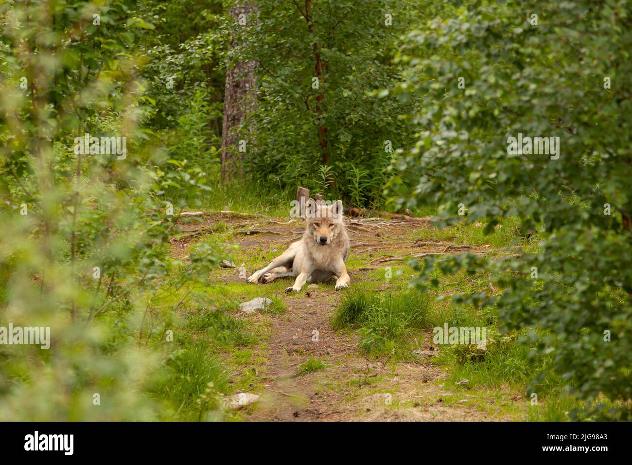 Wolf ruht auf dem Boden. Gefährliches Tier in einem Wald, nach vorne schauen und ruhig sein. Viel Grün um das Tier und ein wolkiges, aber warmes Licht. Stockfoto
