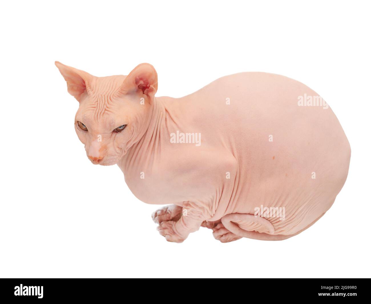 Rosa sphynx Katze isoliert auf weißem Hintergrund. Porträt einer kahlen Katze. Stockfoto