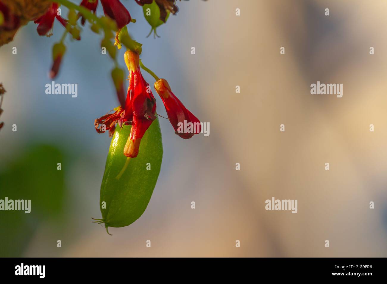 Bilimbi Blume geformt wie eine kleine rote Glocke, grüne Blätter Hintergrund an einem sonnigen Tag Stockfoto