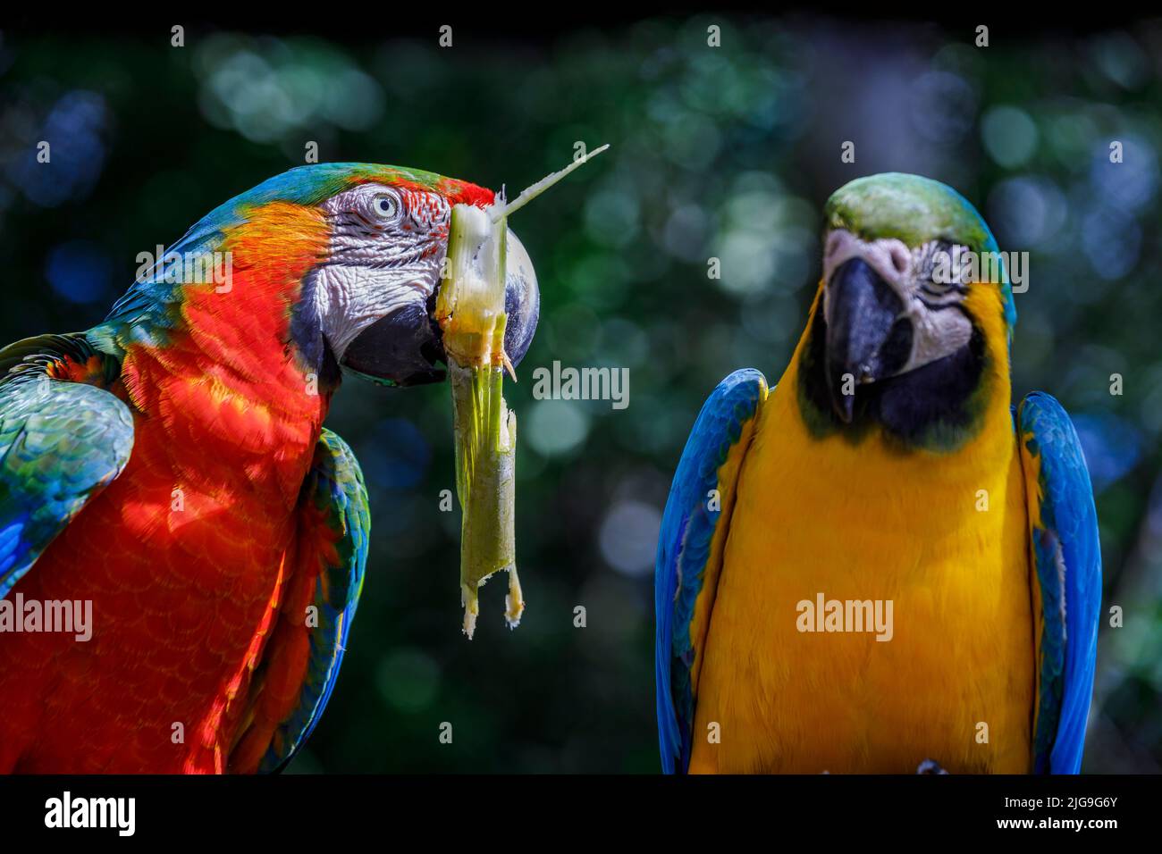 Farbenfrohe Scharlachrote und gelbblaue Aras fressen zusammen im Pantanal, Brasilien Stockfoto