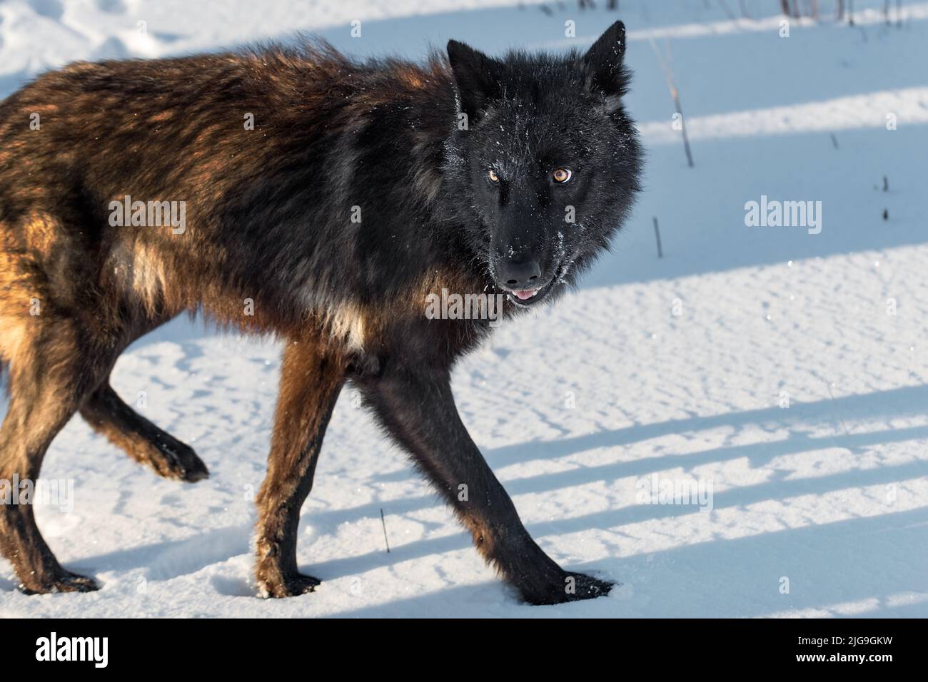 Black Phase Grey Wolf (Canis lupus) dreht sich zurück Fuß nach oben Ohren Zurück Winter - Gefangener Tier Stockfoto