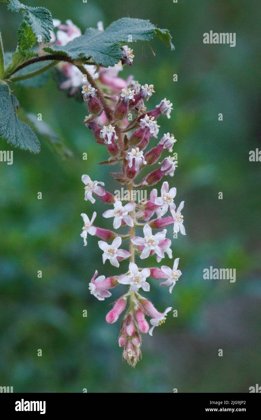 Blütenstand von Ribes Malvaceum, Grossulariaceae, einheimischer einliniger Laubstrauch in den Santa Monica Mountains, Winter. Stockfoto