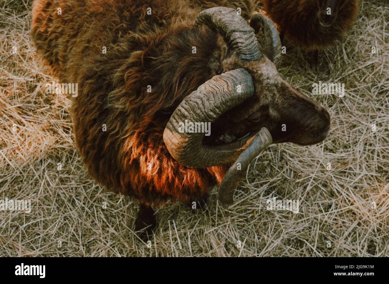 Isländische Schafe Stockfoto