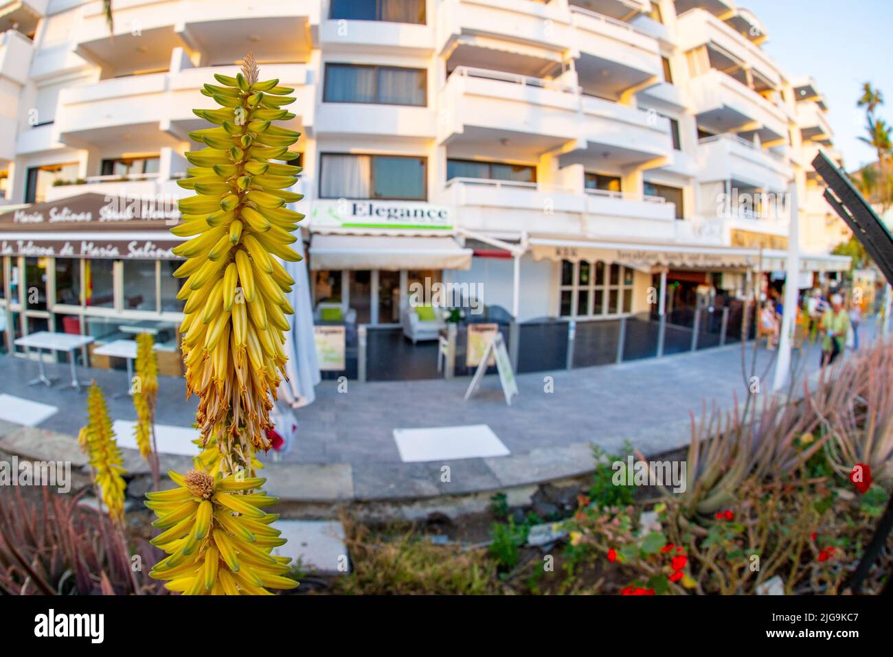 Februar 02 2022-auf den Straßen des Canary Grande in Puerto Rico gibt es verschiedene leuchtend gelbe tropische Blumen Stockfoto